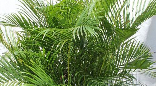 24 घंटे ऑक्सीजन देने वाले बेस्ट इनडोर पौधे