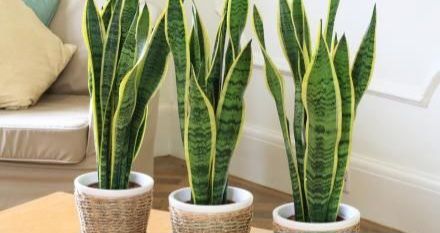 24 घंटे ऑक्सीजन देने वाले बेस्ट इनडोर पौधे