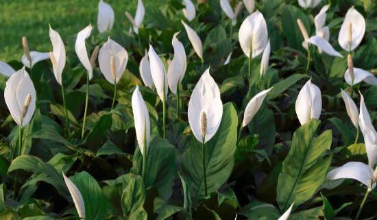 24 घंटे ऑक्सीजन देने वाले बेस्ट इनडोर पौधे